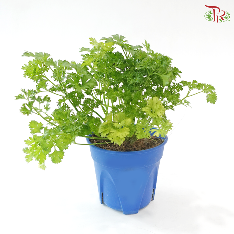 Parsley P150 F02《芫茜》
