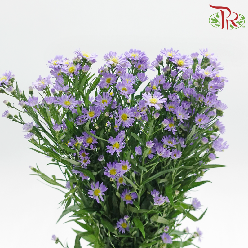 Peacock - Purple(Targetes Patula) (Per Bunch)