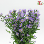 Peacock - Purple(Targetes Patula) (Per Bunch)