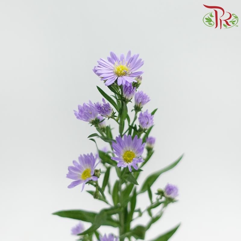 Peacock - Purple(Targetes Patula) (Per Bunch)
