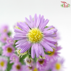 Peacock - Light Purple (Per Bunch)