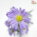 Peacock - Purple(Targetes Patula) (Per Bunch)