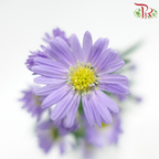 Peacock - Purple(Targetes Patula) (Per Bunch)