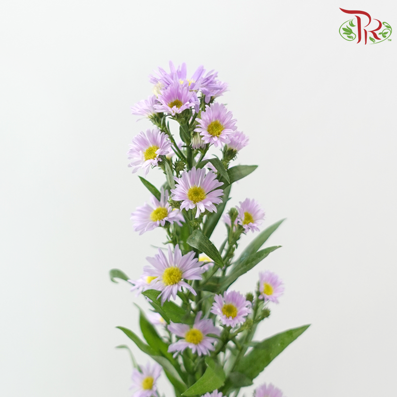 Peacock - Light Purple (Per Bunch)