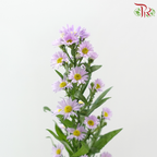 Peacock - Light Purple (Per Bunch)