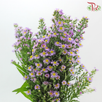 Peacock - Light Purple (Per Bunch)