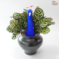 Peacock Splendour Plant Arrangement