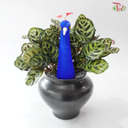 Peacock Splendour Plant Arrangement