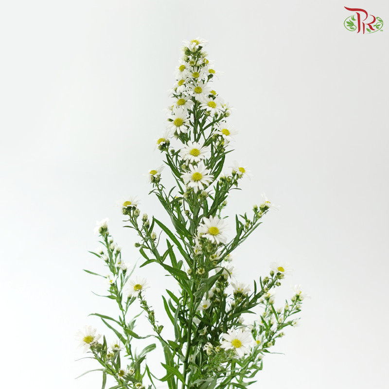Peacock - White (Per Bunch)