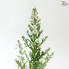 Peacock - White (Per Bunch)