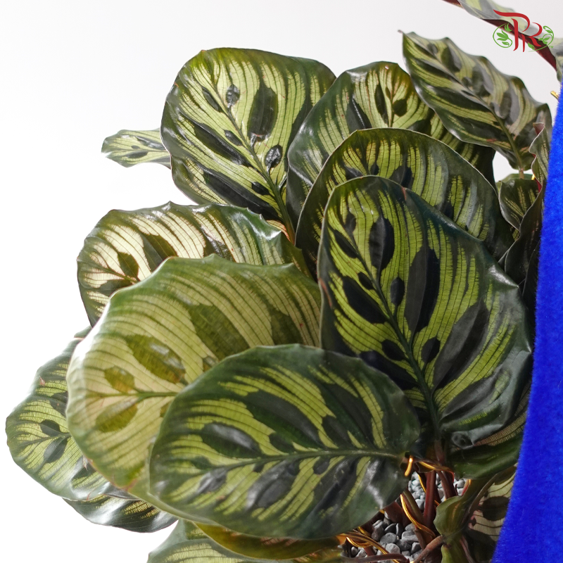 Peacock Splendour Plant Arrangement