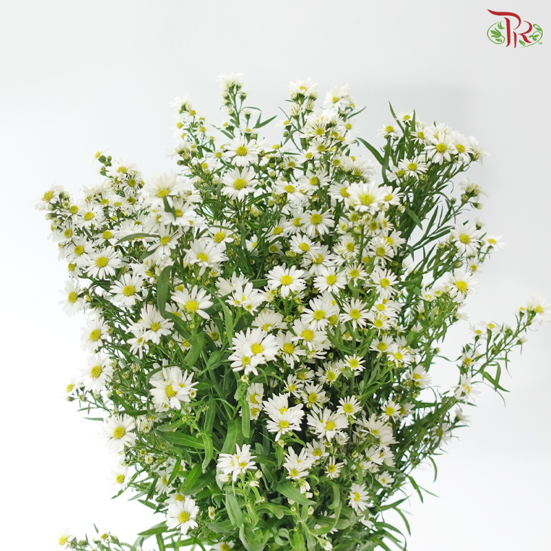 Peacock - White (Per Bunch)