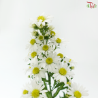 Peacock - White (Per Bunch)