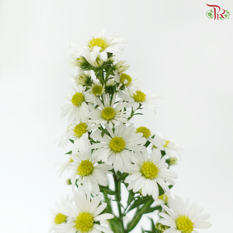Peacock - White (Per Bunch)