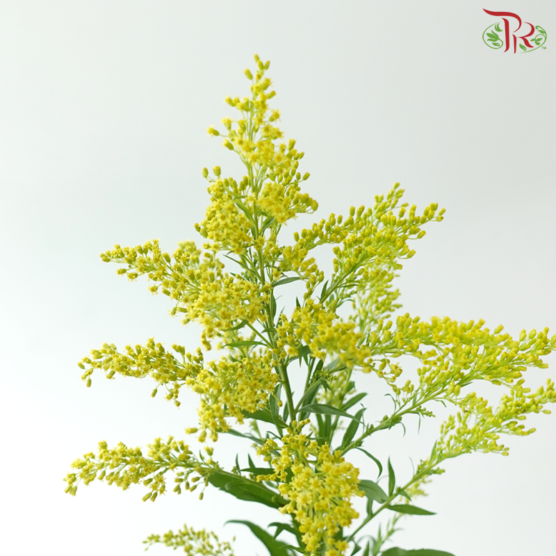 Peacock - Yellow (Per Bunch)