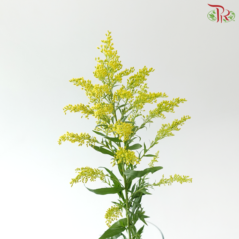 Peacock - Yellow (Per Bunch)