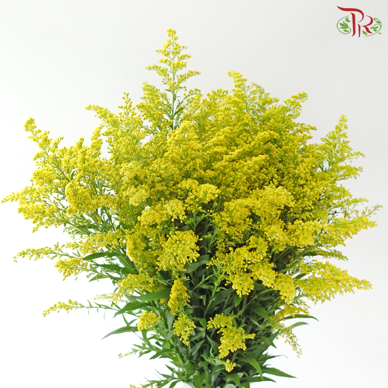 Peacock - Yellow (Per Bunch)