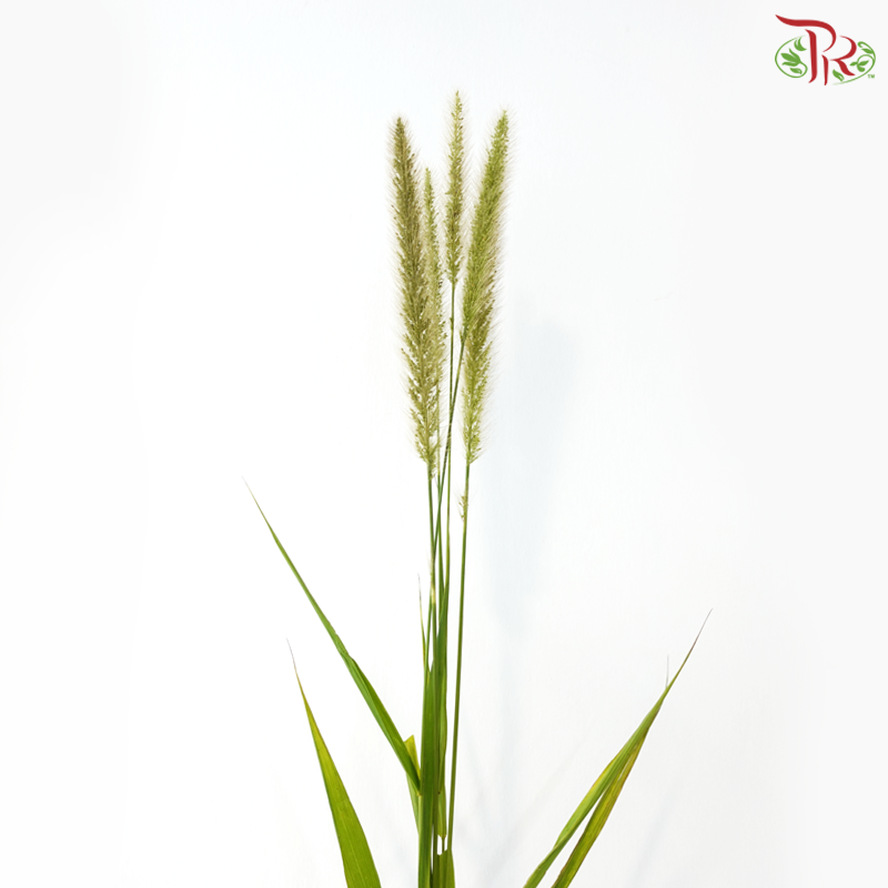 Pennisetum - Green (5 Stems)