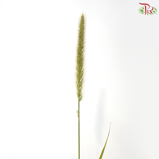 Pennisetum - Green (5 Stems)