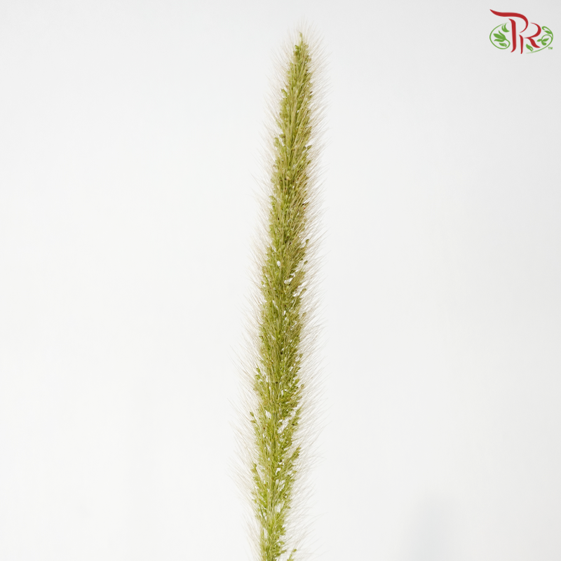 Pennisetum - Green (5 Stems)