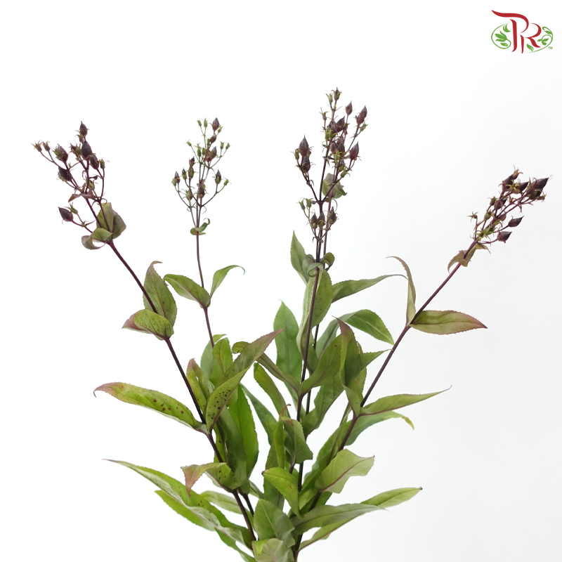 Penstemon (5 Stems)