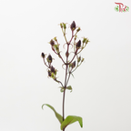 Penstemon (5 Stems)