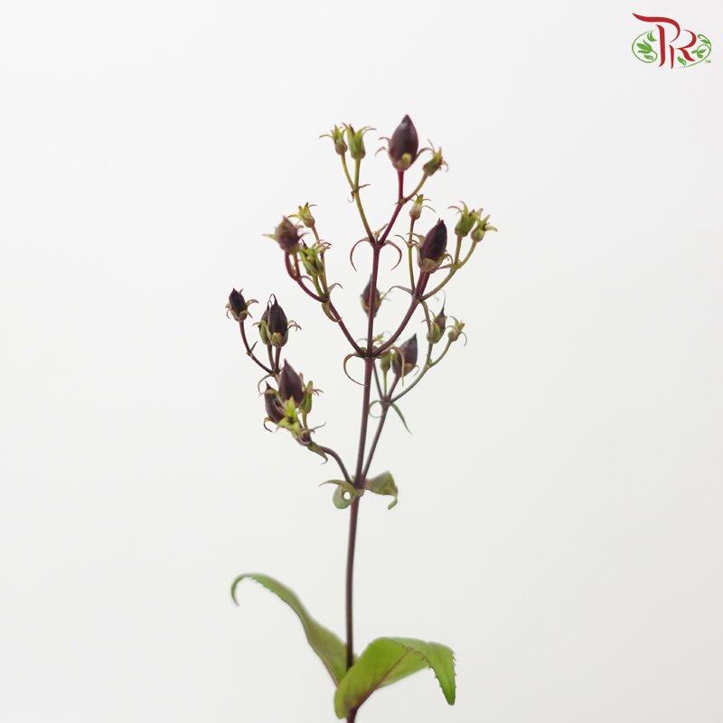 Penstemon (5 Stems)