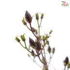 Penstemon (5 Stems)