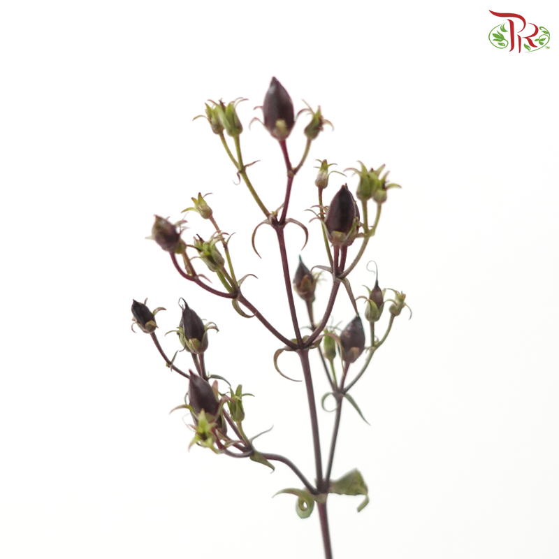Penstemon (5 Stems)