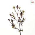 Penstemon (5 Stems)