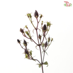 Penstemon (5 Stems)