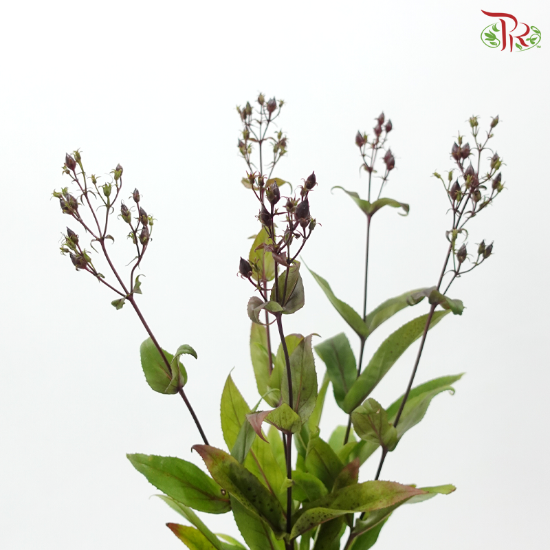 Penstemon (5 Stems)