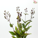 Penstemon (5 Stems)