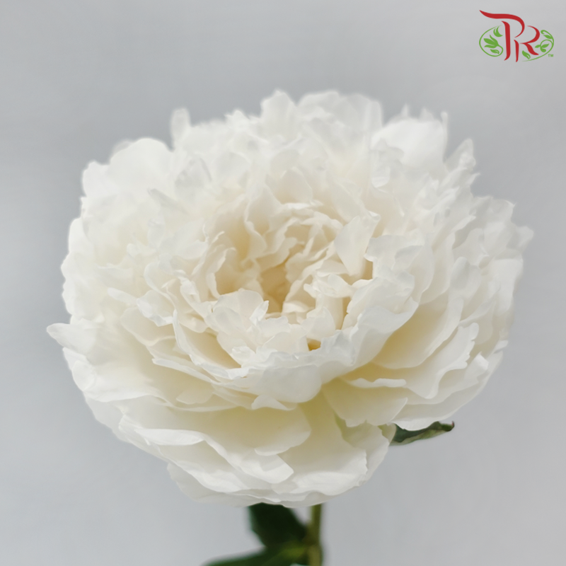 Peony - Shirayuki Hime (5 Stems) (Small / Medium Head) **Fragile**