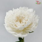Peony - Shirayuki Hime (5 Stems) (Small / Medium Head) **Fragile**