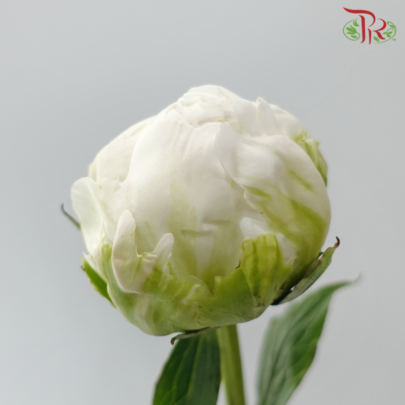 Peony - Shirayuki Hime (5 Stems) (Small / Medium Head) **Fragile**
