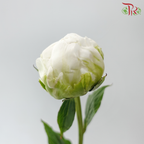 Peony - Shirayuki Hime (5 Stems) (Small / Medium Head) **Fragile**