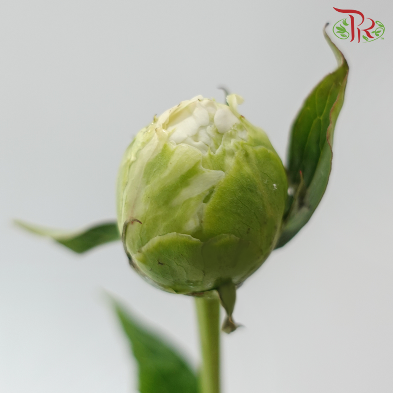 Peony - Shirayuki Hime (5 Stems) (Small / Medium Head) **Fragile**