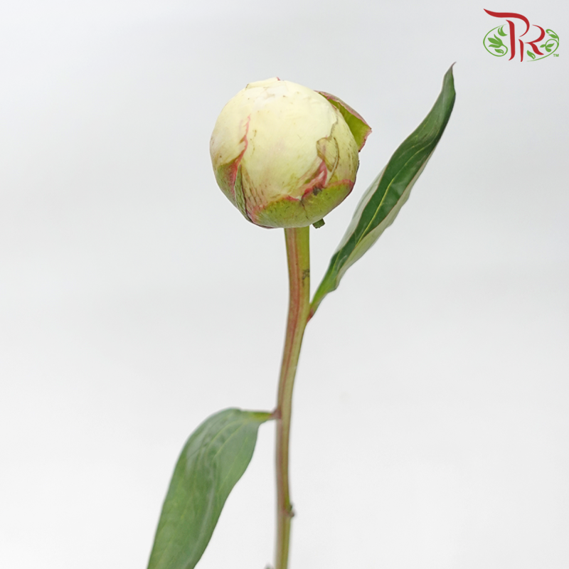 Peony - Bowl of Cream (Star White) (2 Stems)*Small Bud ****FRAGI - Pudu Ria Florist