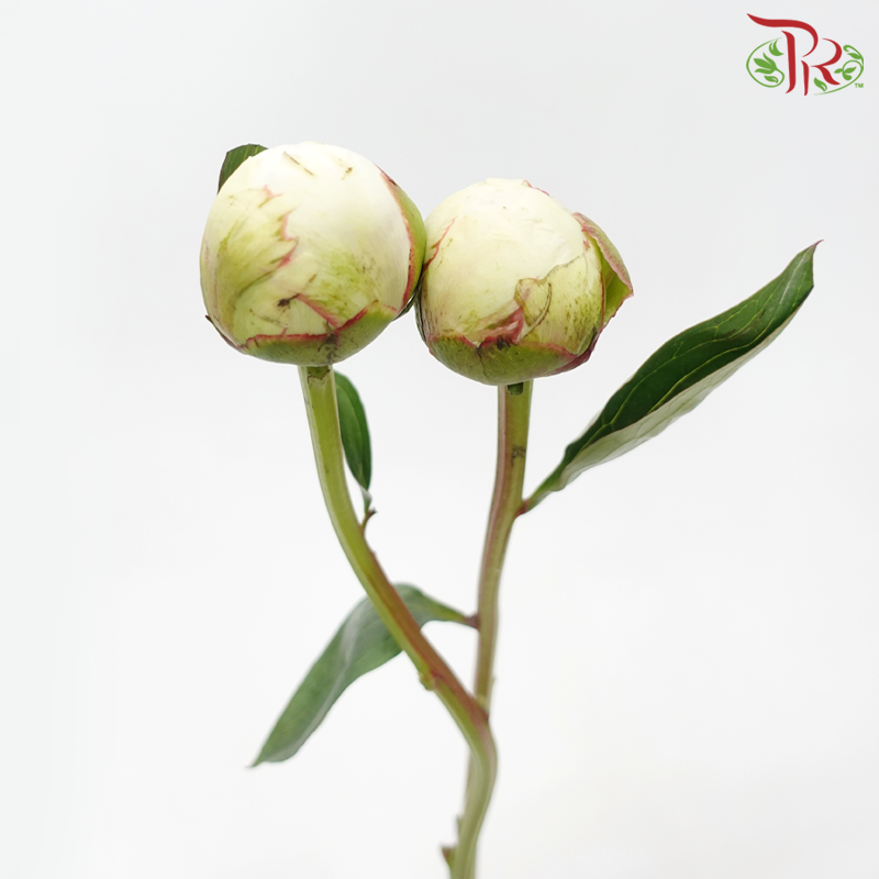 Peony - Bowl of Cream (Star White) (2 Stems)*Small Bud ****FRAGI - Pudu Ria Florist