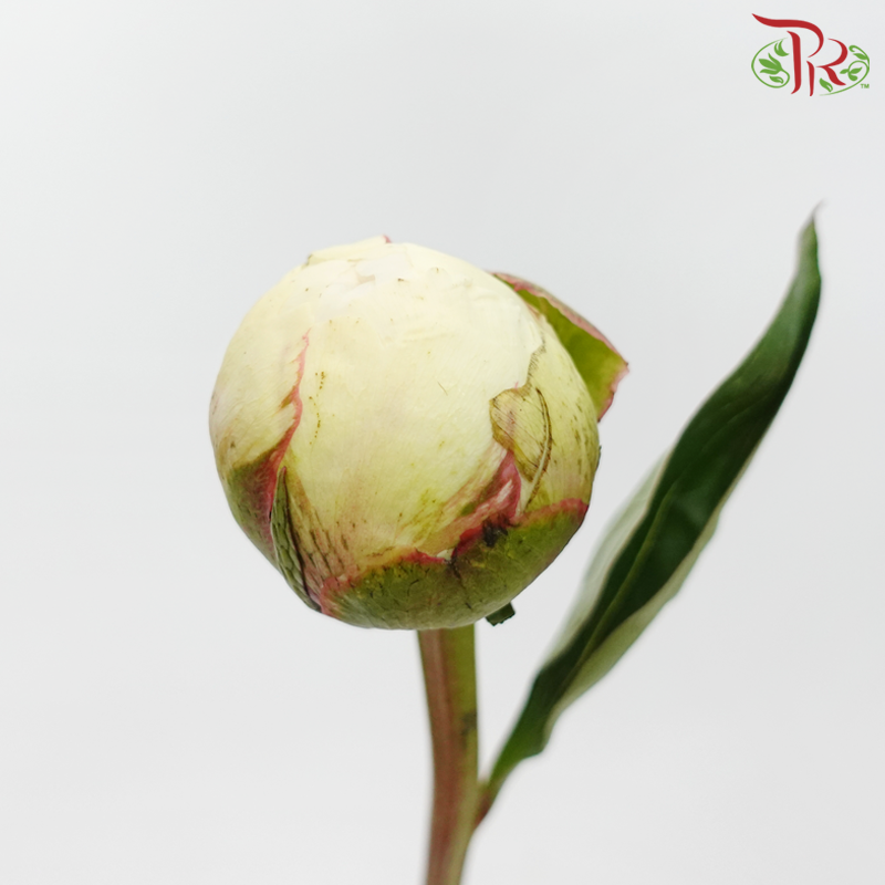 Peony - Bowl of Cream (Star White) (2 Stems)*Small Bud ****FRAGI - Pudu Ria Florist