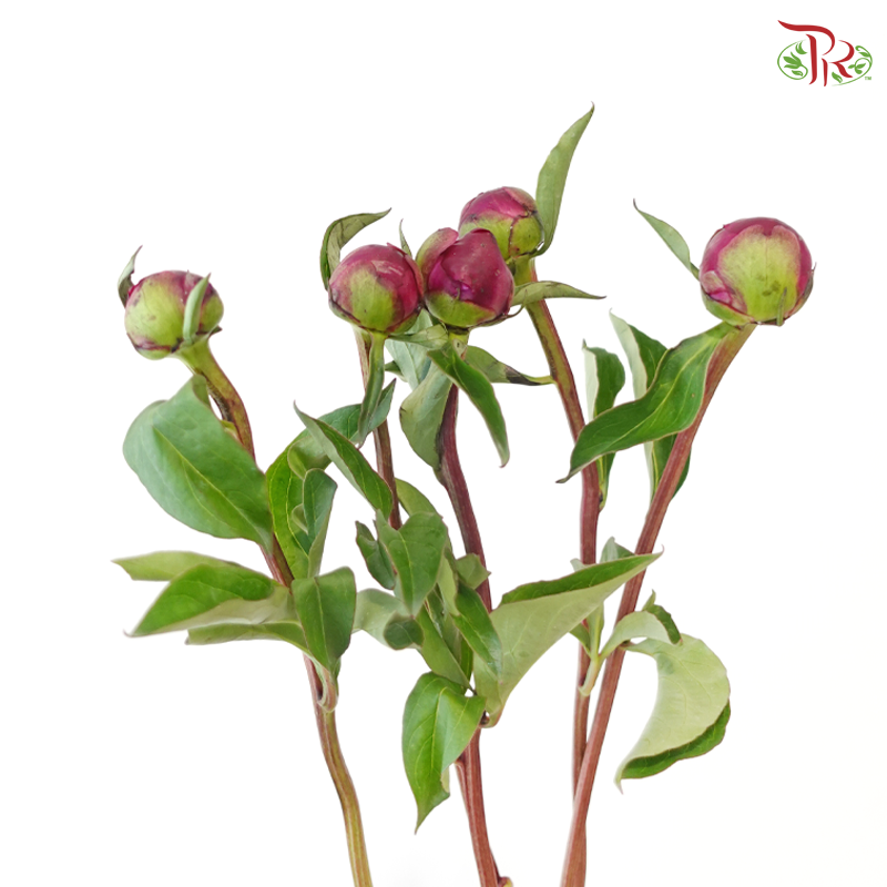 Peony - Kouga Pink (5 Stems) (Small Head - Capitalum: 2-4cm) **Fragile**
