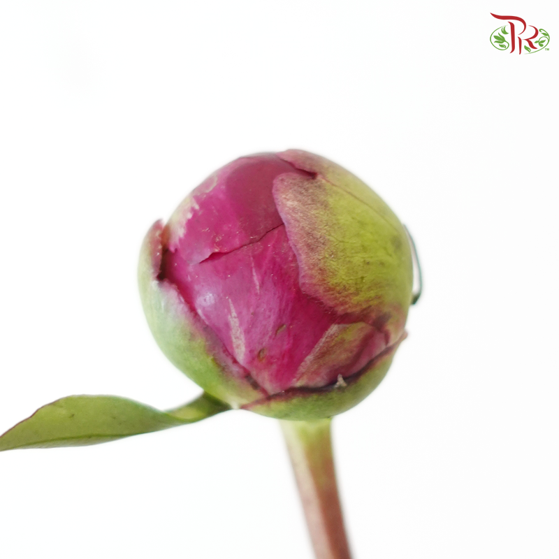 Peony - Kouga Pink (5 Stems) (Small Head - Capitalum: 2-4cm) **Fragile**