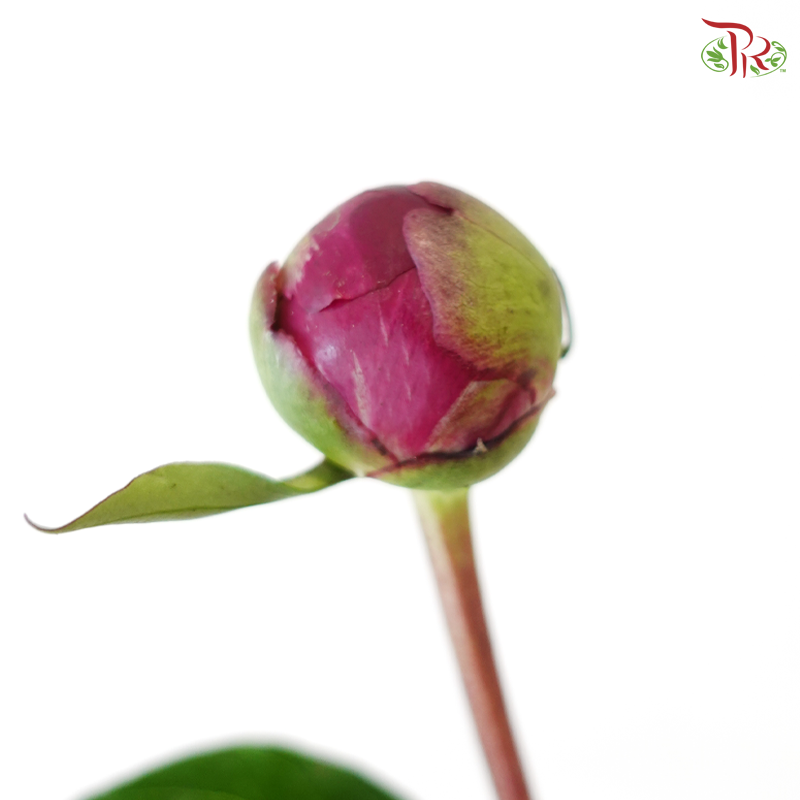 Peony - Kouga Pink (5 Stems) (Small Head - Capitalum: 2-4cm) **Fragile**