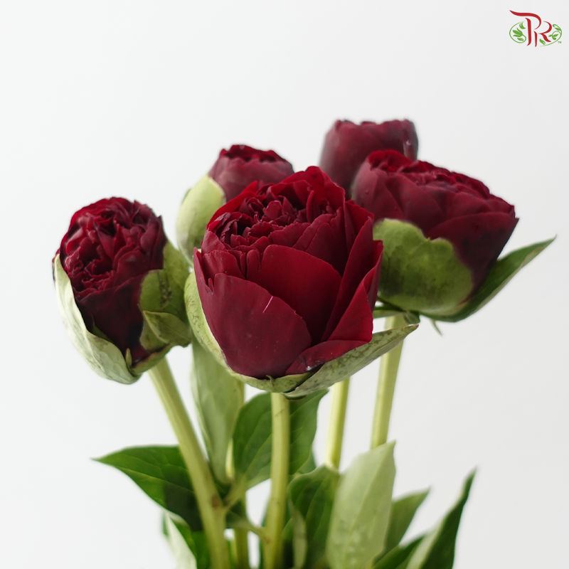 Peony - Faithful 老忠诚 ***FRAGILE (5 Stems)***(Small / Medium Head)
