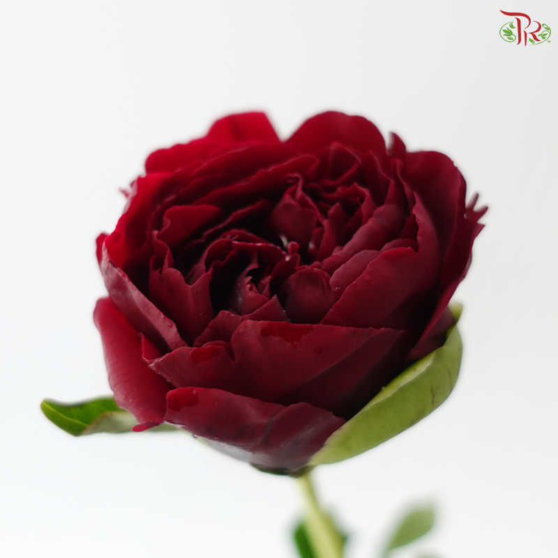 Peony - Faithful 老忠诚 ***FRAGILE (5 Stems)***(Small / Medium Head)