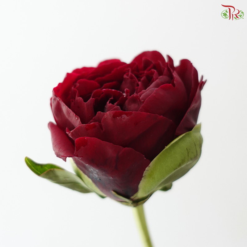 Peony - Faithful 老忠诚 ***FRAGILE (5 Stems)***(Small / Medium Head)