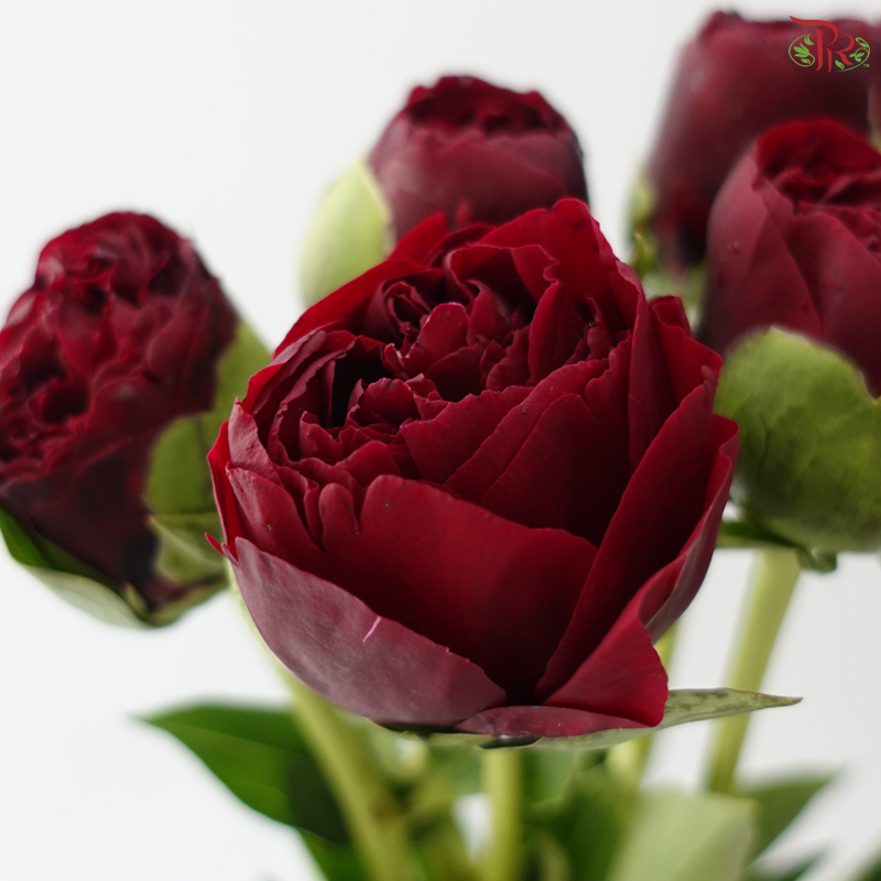 Peony - Faithful 老忠诚 ***FRAGILE (5 Stems)***(Small / Medium Head)