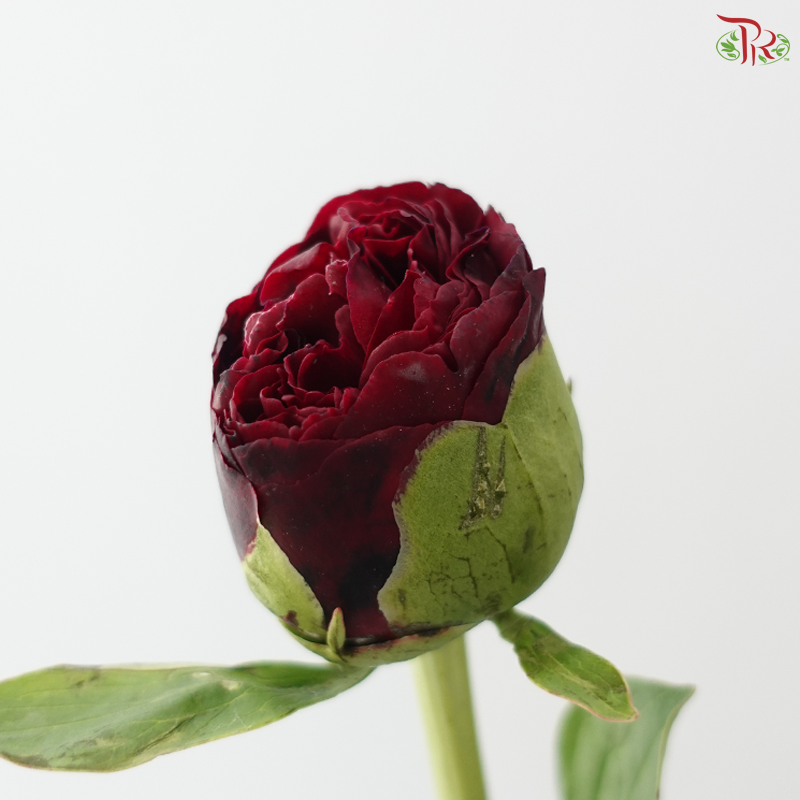 Peony - Faithful 老忠诚 ***FRAGILE (5 Stems)***(Small / Medium Head)
