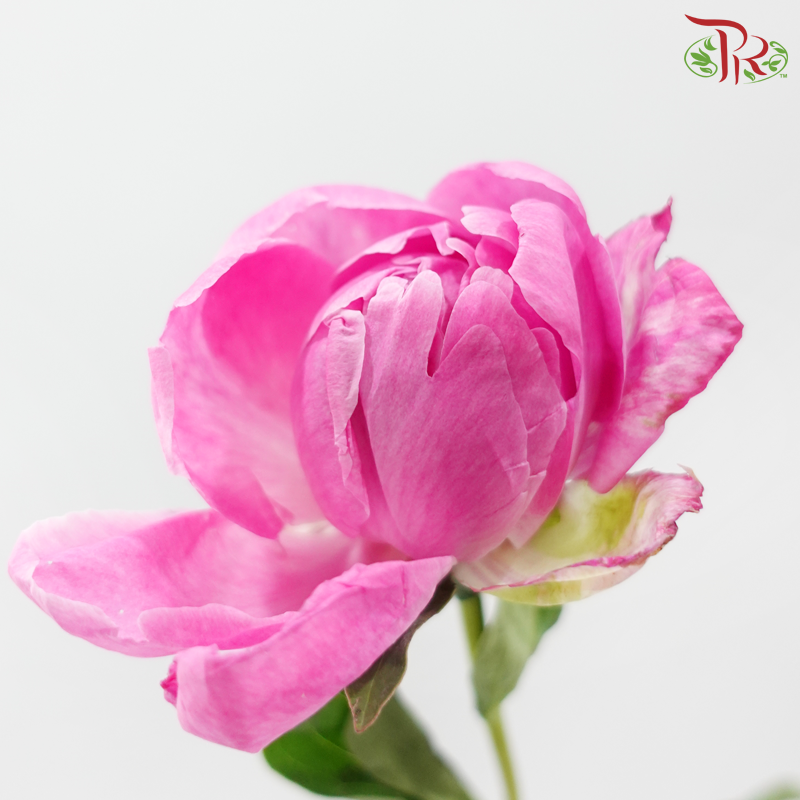 Peony - Fremming (5 Stems) (Small / Medium Head) **Fragile**